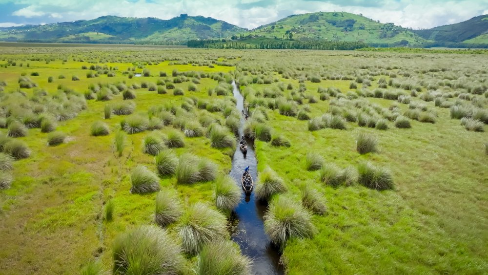 Rugezi Marsh is one of Rwanda’s most vital wetlands