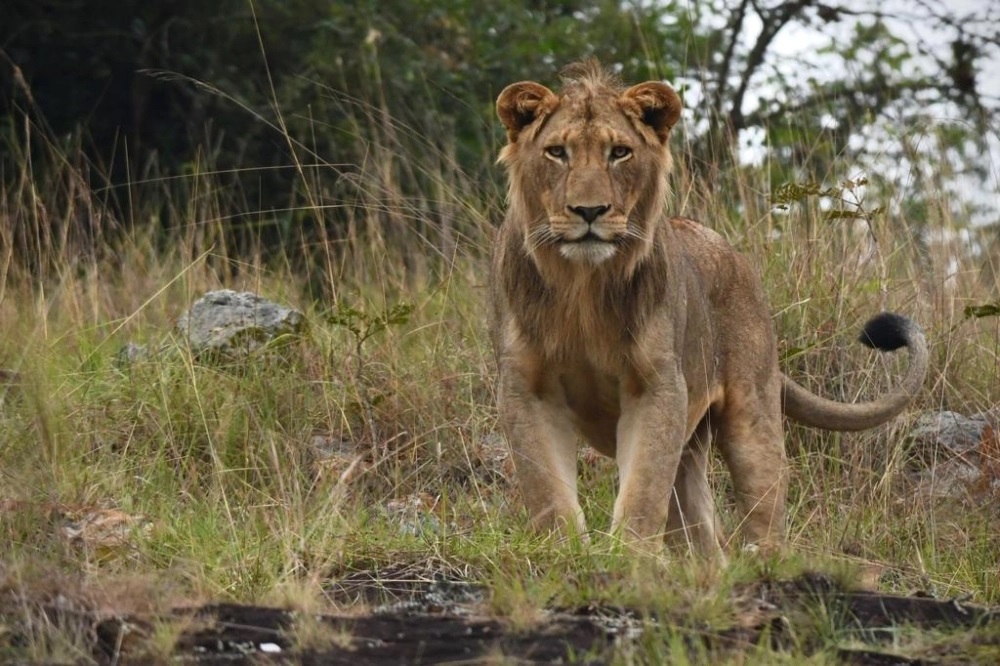 Lion population has rebounded in Akagera National Park with 58 Lions now roaming the area.