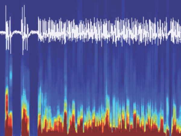 Arousal power of the discovered circuit: Illustration of an emergence from anesthesia shown on the EEG recordings from the mouse brain controlled with optogenetics.