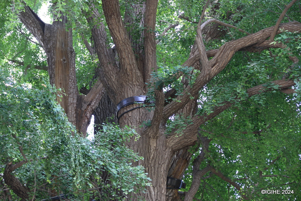 The 'Emperor Tree' is well preserved to uphold the temple's historical and cultural legacy. 