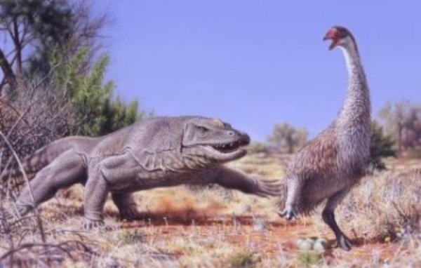 An illustration of a giant flightless bird known as Genyornis newtoni, surprised on her nest by a 1 ton, predatory lizard named Megalania prisca in Australia roughly 50,000 thousand years ago.