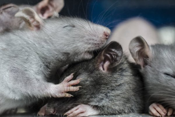 This research has broken new ground as it explored neuronal homeostasis in the context of freely behaving rats.
