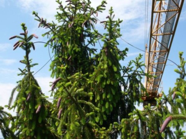 Artificial signals through labeled carbon dioxide: a construction crane is used to treat the crowns of the spruce trees with gas.
