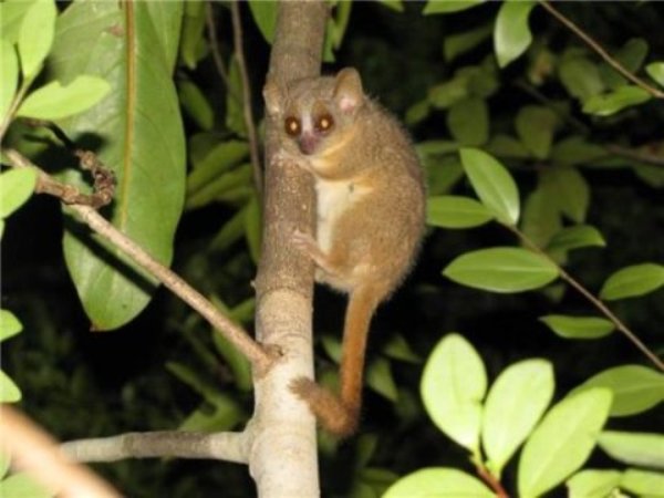 Microcebus ganzhorni is named in honor of the Hamburg ecologist Prof. Jörg Ganzhorn who works on ecology and conservation in Madagascar for more than thirty years.