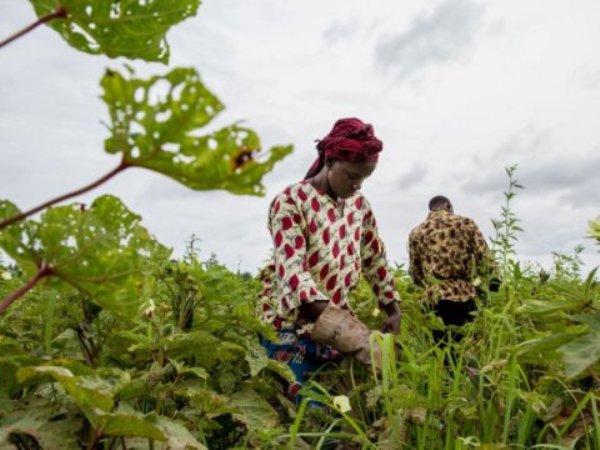 A new study says more carbon dioxide in the air could help mitigate projected damage to crops caused by climate change -- at least for some crops, in some regions. Here, farmers harvest okra in the village of Loulouni, Mali.