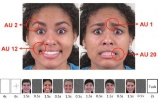 Test subjects in an Ohio State University study were shown a series of photographs of different facial expressions. Researchers pinpointed an area of the brain that is specifically attuned to picking up key muscle movements (here, labeled AU for 'action units') that combine to express emotion.