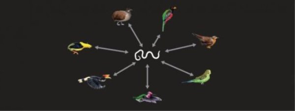 The researchers found DNA 'fossils' of parasitic nematodes in seven groups of birds (clockwise): trogons, mesites, parrots, hummingbirds, hornbills, manakins, tinamous.