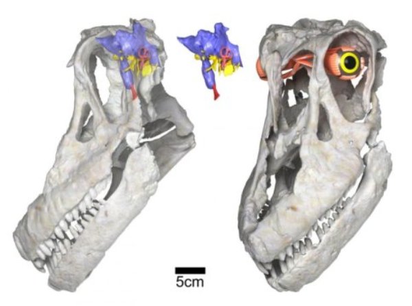 Sarmientosaurus head posture, brain & eye (WitmerLab): Digital renderings of the skull and reconstructed brain endocast and eye of the new titanosaurian dinosaur species Sarmientosaurus musacchioi.