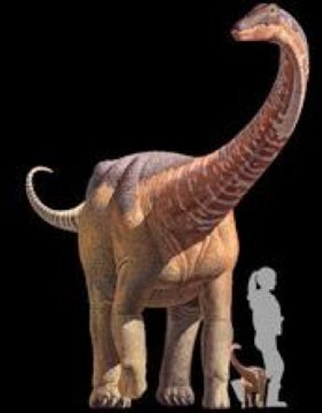 This is a comparison of an adult Rapetosaurus, a baby Rapetosaurus and a human.