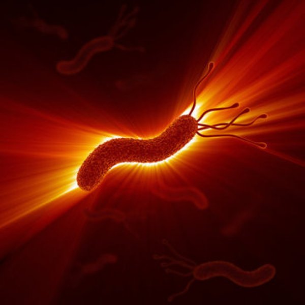 Rendering of bacterium. The Earth Microbiome Project -- a global multidisciplinary project to identify microscope organisms -- has so far cataloged less than 10 million species of the estimated one trillion living on Earth.