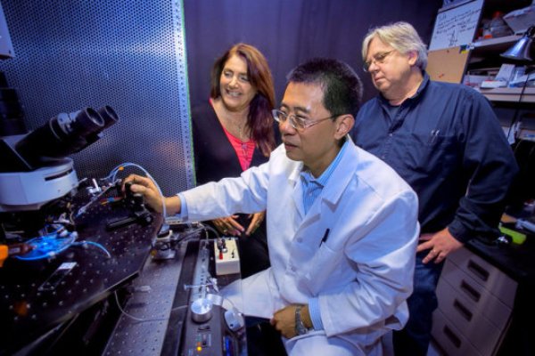 A Stony Brook University research team has developed a method to manipulate the neurotransmitter acetylcholine to control memory in mice. Members of the team include: Li Jiang (at microscope), Lorna Role, and David Talmage.