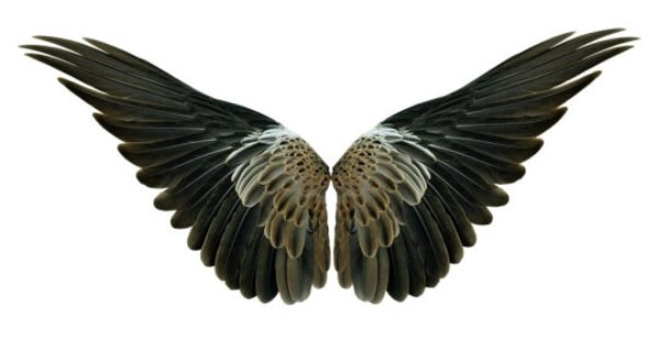 The evolution of major novel traits -- characteristics such as wings, flowers, horns or limbs -- has long been known to play a key role in allowing organisms to exploit new opportunities in their surroundings.