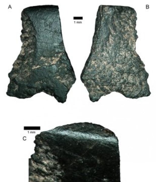 World's oldest axe fragment, seen here under a microscope, is the size of a thumbnail.