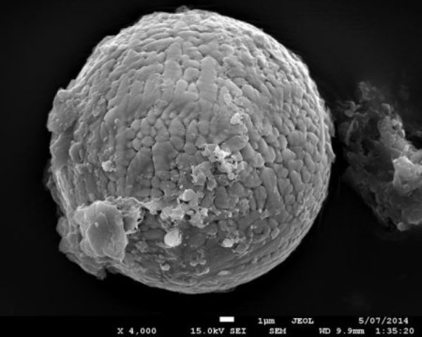 This is one of 60 micrometeorites extracted from 2.7 billion year old limestone, from the Pilbara region in Western Australia.