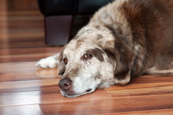 A rare, severe form of pulmonary hypertension, which up until now, has only been classified as a human lung disease, has also been discovered in dogs according to a Michigan State University study.