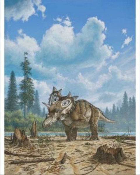 Artist illustration by Mike Skrepnick of Spiclypeus shipporum, a newly described genus and species of horned dinosaur. Here, the dinosaur roams across a floodplain 76 million years ago. The fossil was discovered in 2005 in the Judith River Formation in Montana.