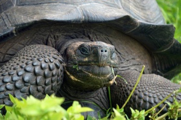 Chelonoidis donfaustoi: Eastern Santa Cruz Tortoise, Santa Cruz Island, Galapagos