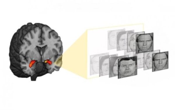 A small region of the brain called the amygdala (red-orange) responds to threats, and becomes more active during a functional MRI when the study subject views aggressive or threatening faces.