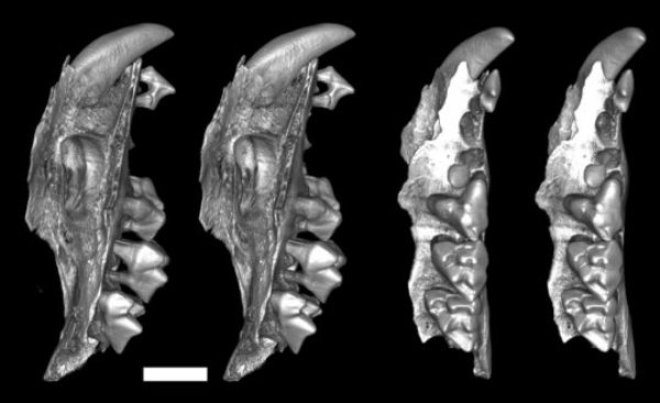 These are maxilla of the young malleodectid -- a snail-eating marsupial -- found in the fossil cave deposit at Riversleigh. Because this is a juvenile, the massive premolar is still unerupted below the tooth row.