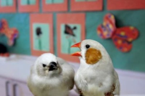This image shows an adult zebra finch (right) with juvenile.