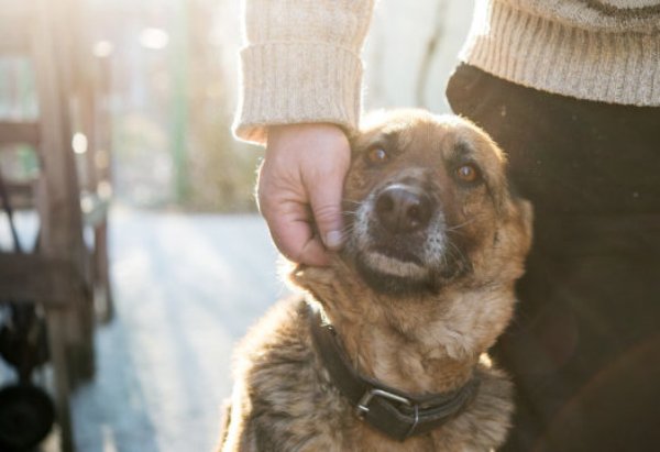 Man's best friend. Dogs were domesticated not once, but twice... in different parts of the world.