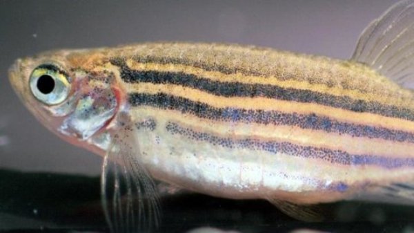 Zebrafish bred to be bolder or more shy show corresponding changes to their body shape and locomotion, suggesting that personality chages affect other seemingly unrelated traits.