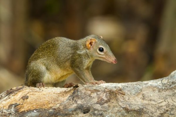 Common treeshrew, Tupaia glis