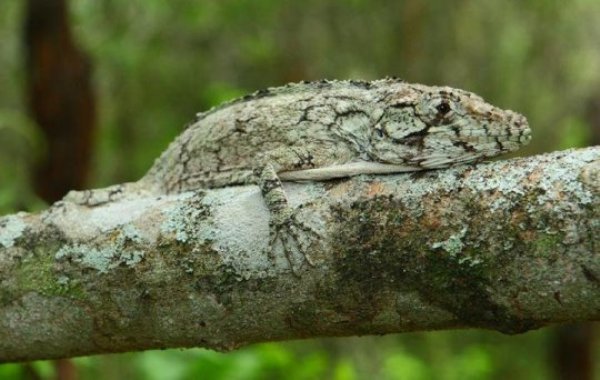 Anolis landestoyi, perched on branch