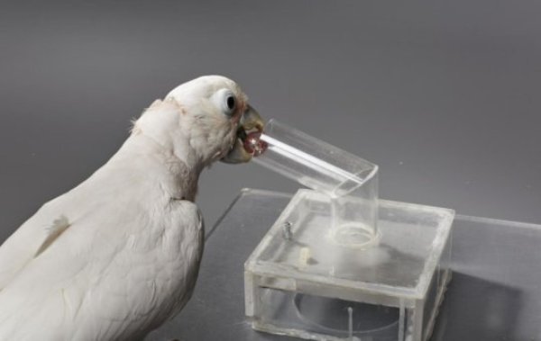 Bird employs ball apparatus.