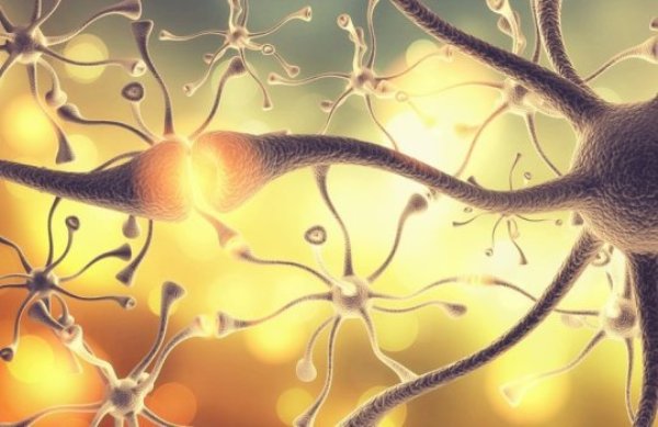 Researchers identified 16 neuronal subtypes by analyzing thousands of individual neurons in six Brodmann areas of a post mortem human brain.