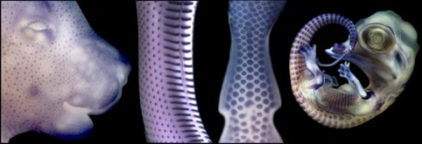 Placodes (spots stained in dark blue by the expression of an early developmental gene) are visible before the development of hair, scales and feathers in (from left to right) the mouse, the snake, the chicken and the crocodile.