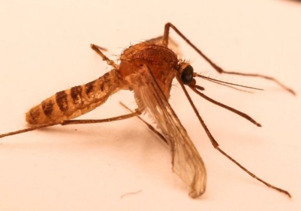 The London Underground Mosquito (Culex pipiens molestus) has been found in underground systems around the world. It is believed to have evolved from the common house mosquito through a subterranean population.
