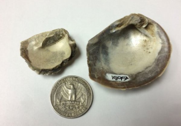The preservation of Cretaceous mollusk fossils from Seymour Island is excellent, with shells preserving original mother-of-pearl material as in these two specimens of Eselaevitrigonia regina.