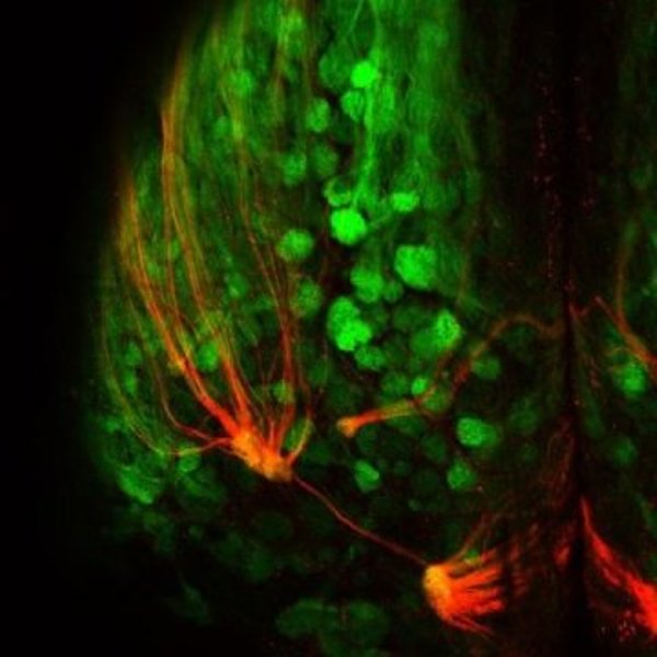 Red fluorescence represents super-sniffer receptors connecting to the brain in the mouse olfactory system while the green fluorescence marks all other odor receptor populations.
