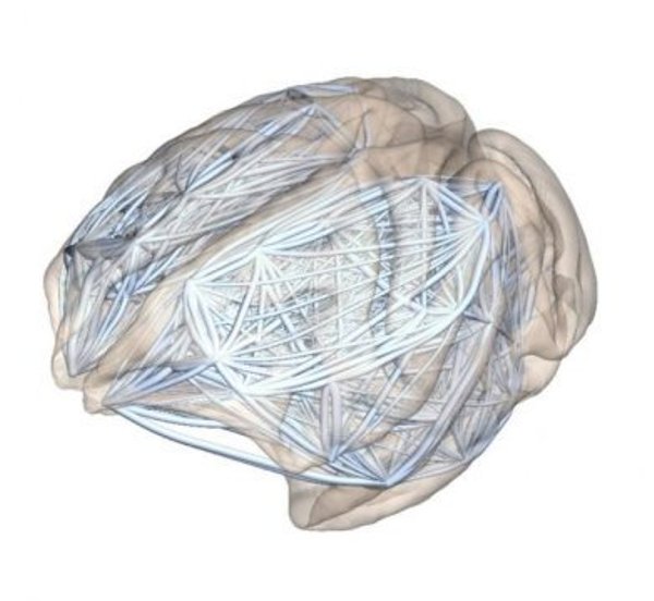 Macaque brain showing the inter-areal network. Nodes roughly correspond to actual areas, thickness of lines proportional to the logarithm of the numbers of axons.