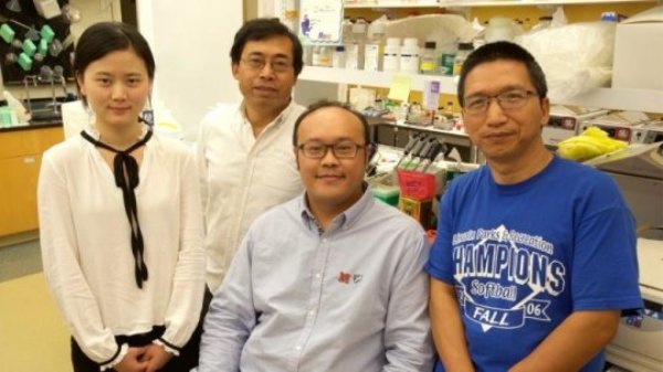 University of Nebraska-Lincoln scientists led a study that reports the first in vivo evidence that strains of chimpanzee-carried simian immunodeficiency virus can infect human cells. From left, Wenjin Fan, Qingsheng Li, Zhe Yuan and Guobin Kang. Li is an associate professor of biological sciences at UNL, Fan and Yuan are doctoral students and Kang is a research technologist.