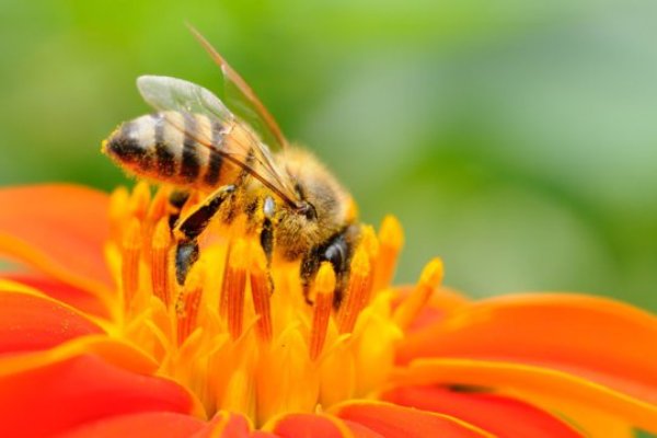 This is a honey bee foraging for pollen and nectar. During nectar feeding, a honey bee's abdomen does high-frequency respiratory exercises and assists the suction behavior of mouthparts to improve the intake efficiency.