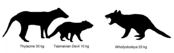 Illustration showing size comparison of Australian marsupials including new extinct species of carnivorous marsupial, Whollydooleya tomnpatrichorum, from New Riversleigh fossil site in Queensland.