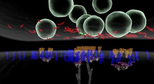 Trans-synaptic nanocolumn. A new model of the molecular architecture at points of neuron-to-neuron contact in the brain, based on measuring the location of individual protein molecules at the sites where cell contact is made.