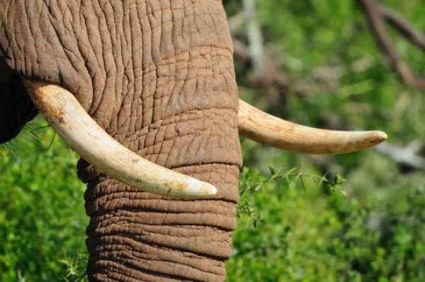 Elephant tusks