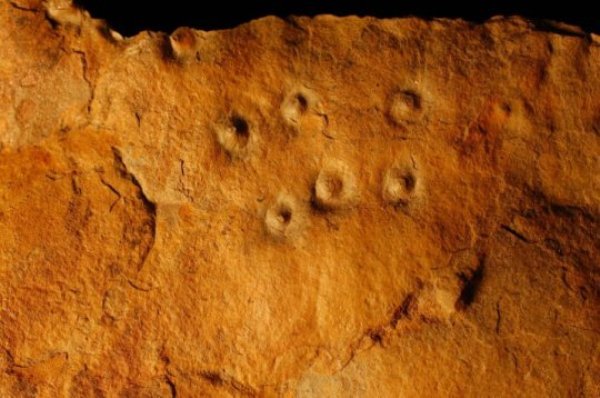 Conichnus burrows are trace fossils: the surface bumps represent vertical tubes that were originally occupied by anemone-like animals that may have fed on Ediacaran larvae.