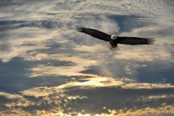 Bald eagle soaring.