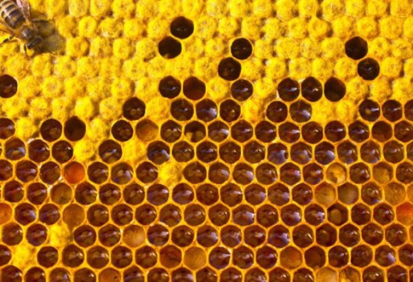 Beekeepers in 29 countries reported that, out of nearly 400,000 colonies they managed, 11.9% had failed to survive the winter.