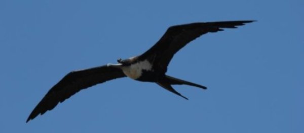 Frigatebirds reaches a wingspan of over two metres. They are excellent gliders and can cover several hundred kilometers a day.