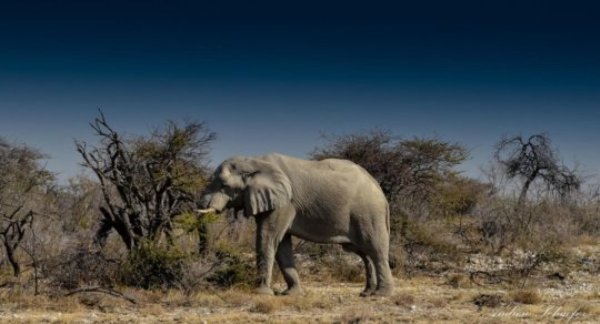 This is an elephant in Namibia.