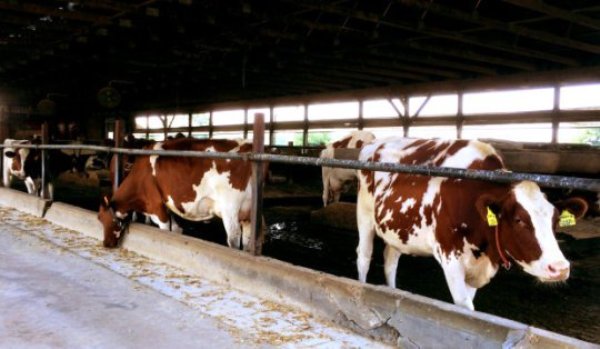 Cows in an Amish barn.