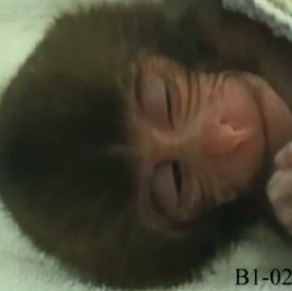When human and chimpanzee infants are dozing, they sometimes show facial movements that resemble smiles. These facial expressions -- called spontaneous smiles -- are considered the evolutionary origin of real smiles and laughter.