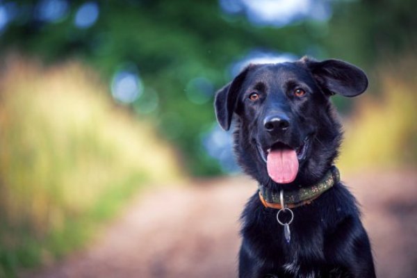 Researchers believe that the latest results showing that dogs' quality of semen has diminished may offer a new piece of the puzzle over the reported significant decline in human semen quality.