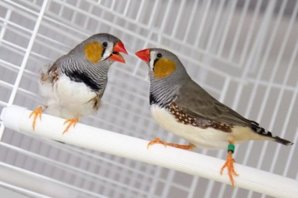 Researchers studied how zebra finches were impacted.