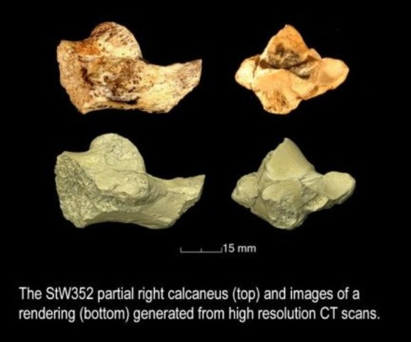 The StW352 partial right calcaneus (top) and images of a rendering (bottom) generated from high resolution CT scans.